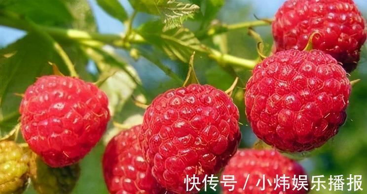 心脑血管|聪明人都爱吃3种食物，改善心脑血管，预防衰老，身体更健康