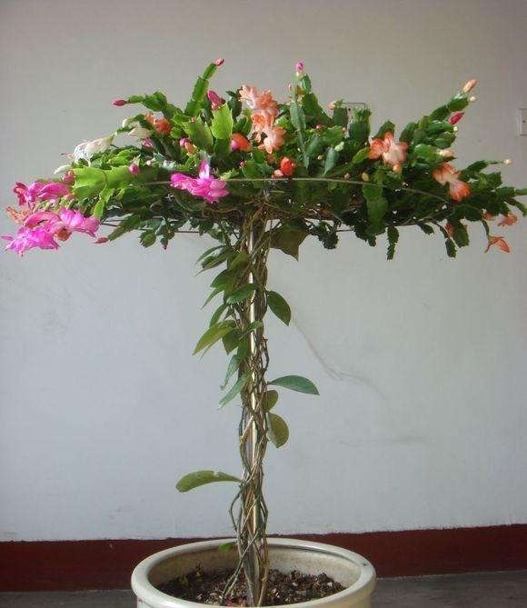 芽点|这东西和蟹爪兰天生一对,嫁接百分百活,轻松变身蟹爪兰大树!