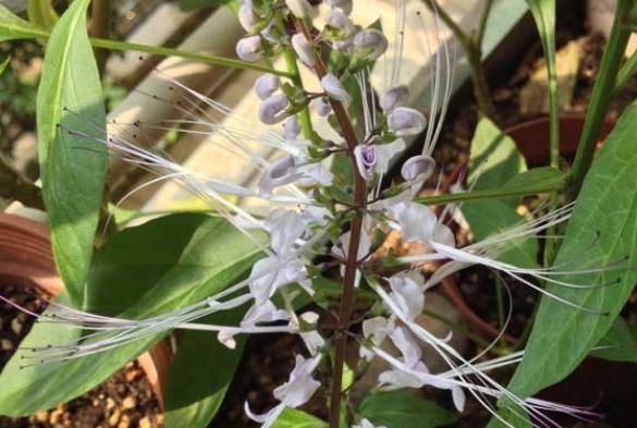 农村俗称“肾草”,遇到赶紧挖回家,如今很稀少,是打结石良药