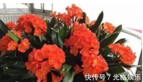 1种“天然油脂”埋盆里,君子兰爆盆了,开得盆里“挤不下”