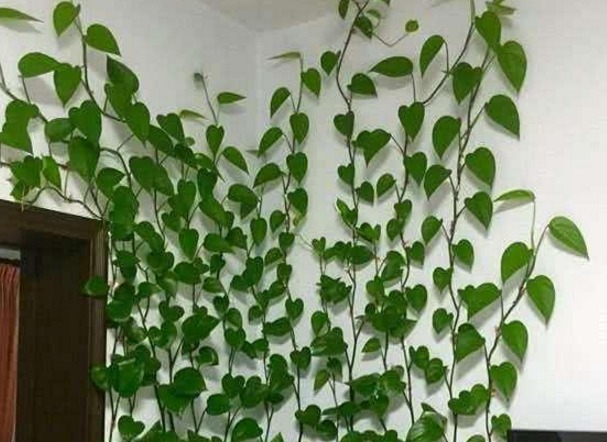 这药片2元钱买100片，1个月后叶子疯长，大白根窜满盆！