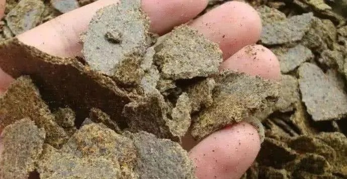 秋季廉价鲫鱼窝,却是最好的聚鱼窝料,这五样东西混合就行