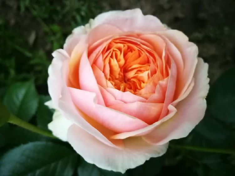 家里就养几种花,人养花,花也养人,花开娇艳美不胜收