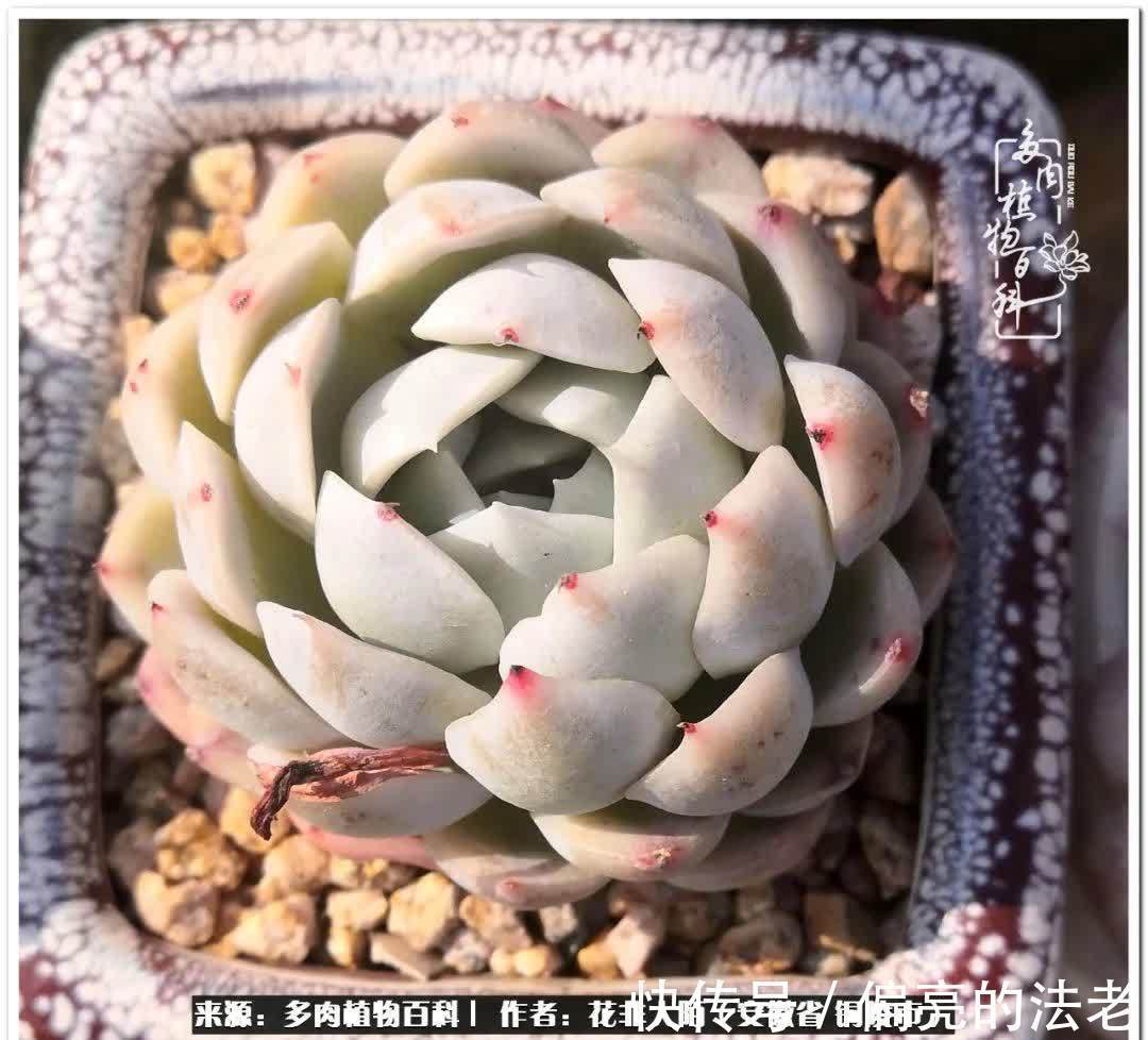 感恩遇见,感谢有你——多肉