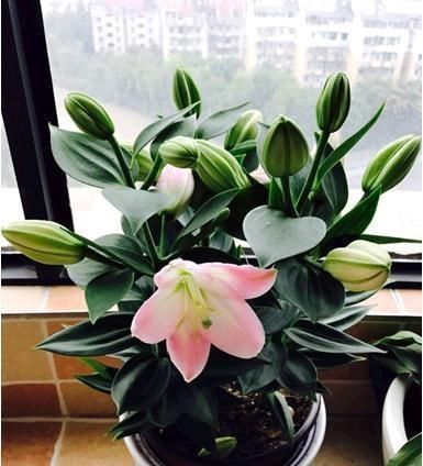 这种花,1颗“球”种满一花盆,有水就活,一开花就成团,香满屋