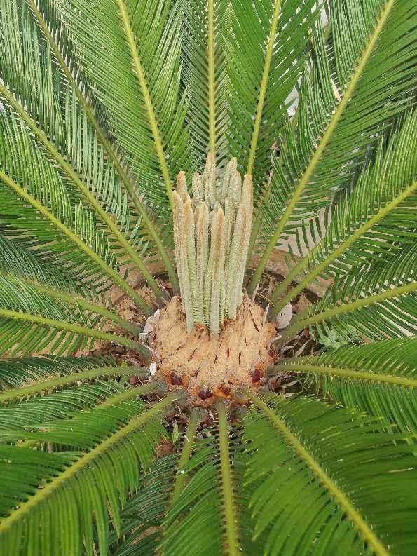 杜鹃花|能活几十年的花，家里养一盆，还能作传家宝