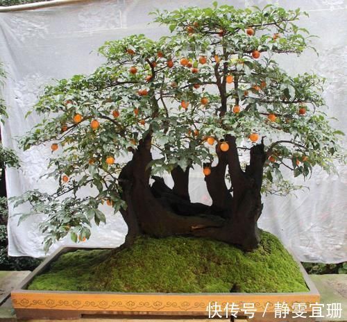 乡下野外的植物,不要看不上,挖回家当盆栽正好