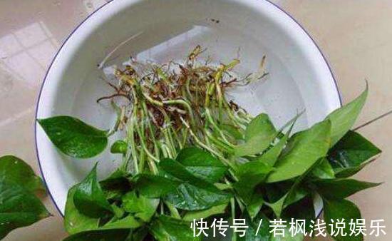 植物|水培植物怕烂根？练就这项技能，啥烦恼都没了