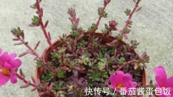 养殖|8种多肉皮实又好养,开花超级美丽,总有一种是你喜欢的