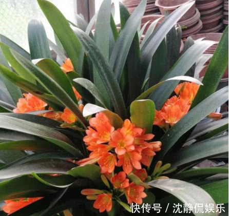 君子兰盆土板结|君子兰盆土板结学会3招,不黄叶不烂根,蹭蹭长,一年开花3次!