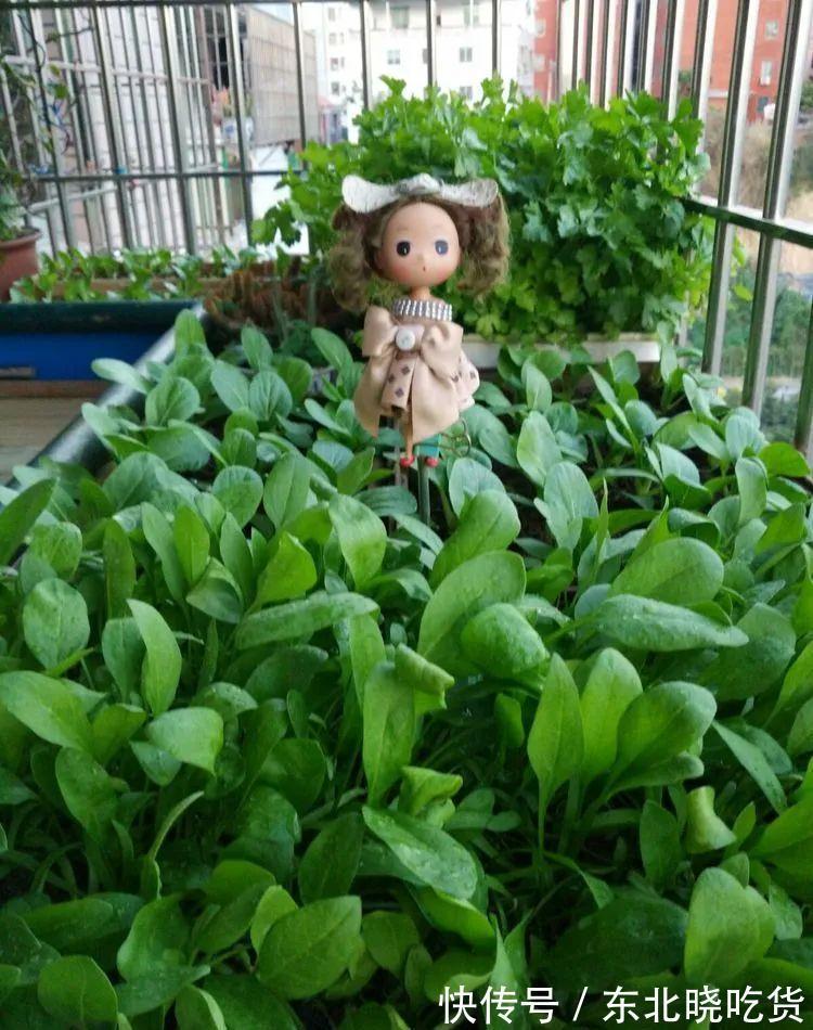 菠菜“太贵啦”，不如自己在家种，掌握4个技巧，一个冬天吃不完