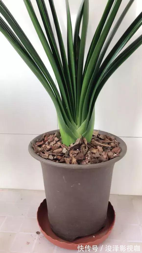 羊粪|路边捡来4种小东西,丢在盆底,一年不用施肥,也不怕烂根!