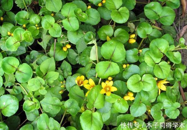 1种野草 长路旁惹人嫌 人称 过路黄 却是全身是宝的中草药 快资讯