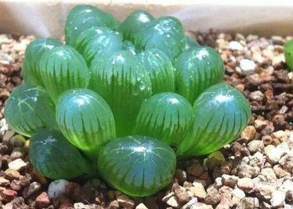 玉露|在家盆栽多肉玉露,不想它摊大饼、叶片干瘪就该注意这些