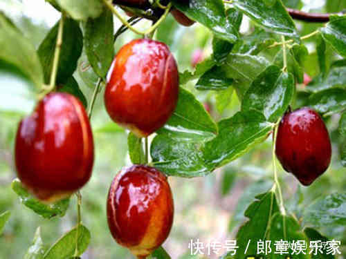 金匮要略|“一天三颗枣,医生不用找”,每日吃枣,到底对身体有啥好