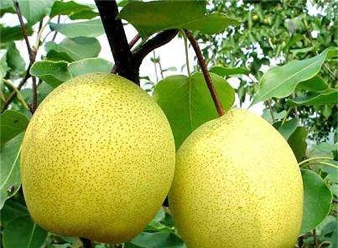 每天晚上多吃3種食物,美容養(yǎng)顏、滋潤(rùn)肌膚,好處多多