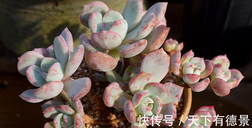 植株|此款多肉好养又好看，叶子肥厚果冻色，长出红尖惹人爱，值得拥有