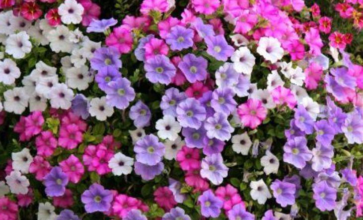 家里养上“4种花”,直接变成小花园,花开满盆,你家有吗?