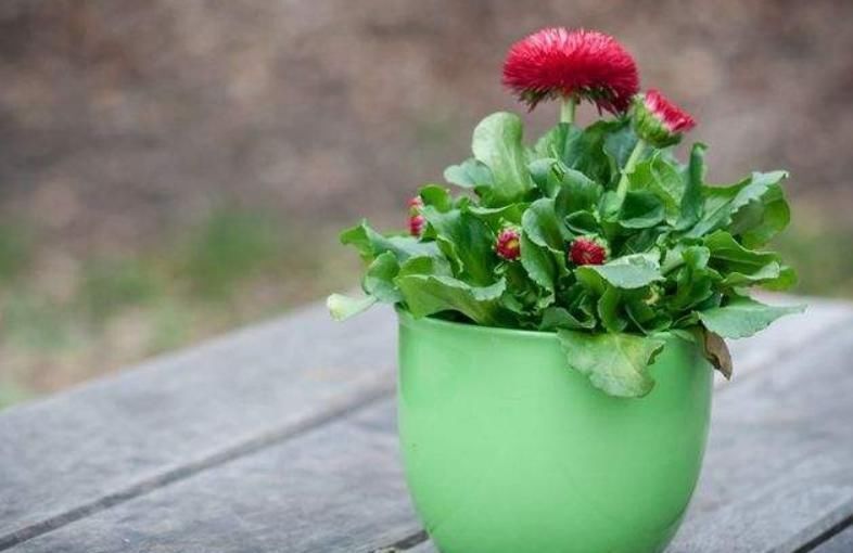 养花一点也不难，几点简单的小窍门，家里啥花都能养爆盆