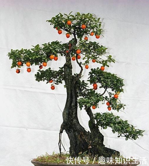 养这2种花，还能挣钱，放那不用管，养得好卖上万，挺划算！