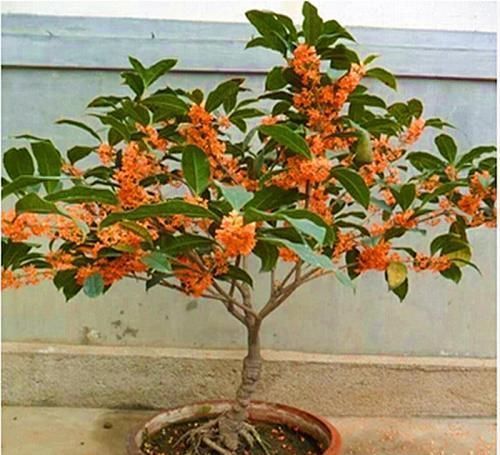 桂花|桂花新玩法,养成老桩盆景,造型更好看,价值也翻倍