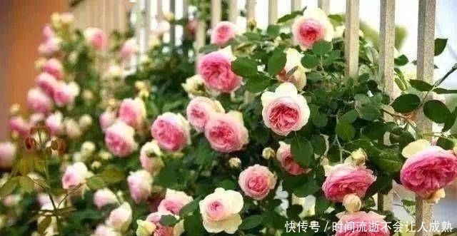 家有小院,一定要做个篱笆墙,美的世间少有!