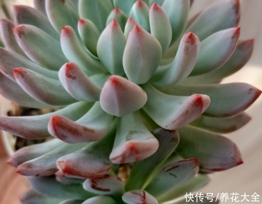 爆盆|适合新手养的多肉蓝苹果，注意3个方面，轻松养爆盆