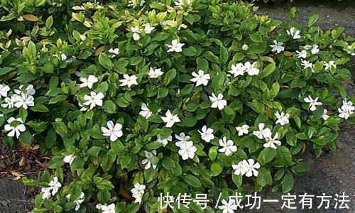栀子花总黄叶给它喂点酸水，叶子返青绿油油