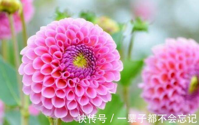 3种花适合新手养，不用费心，家里财运亨通，旺运一整年