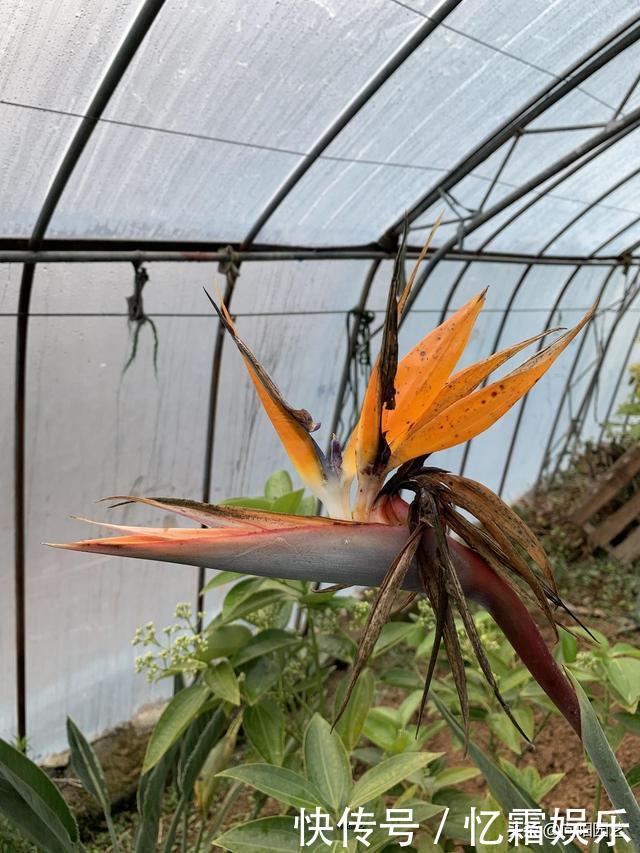 关于鹤望兰,你不知道的小秘密,花农告诉你,大叶子不开花