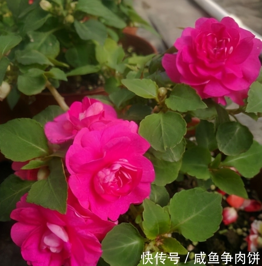 花色|5种好养的耐阴花，对光照没硬性要求，花繁叶茂、花色变化多样