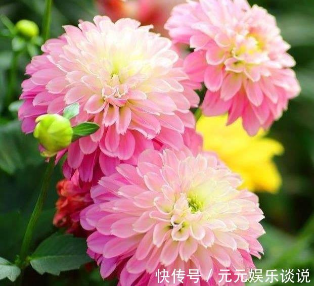 香太阳|4种漂亮花养家里，一年四季开花不断，惊艳如花球，美翻了