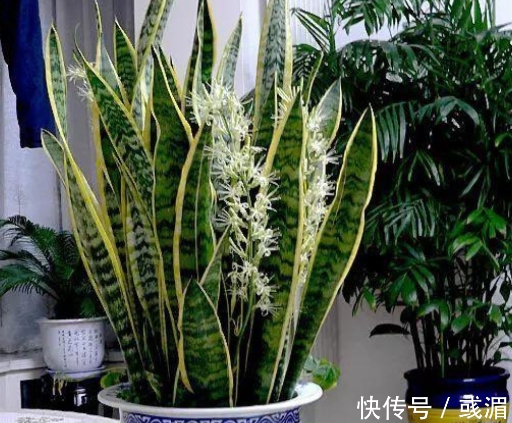 虎皮兰漂亮又好养,只要记住几个养护要点,长得旺盛,叶子亮丽