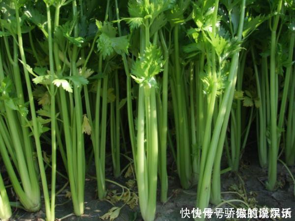 佛手柑内酯|血管最怕“堵”,常吃以下4种蔬菜,清理胆固醇,预防冠心病