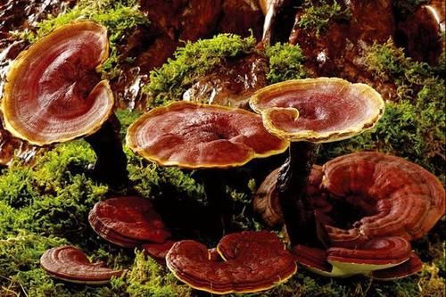 靈芝煲湯要配什么材料？