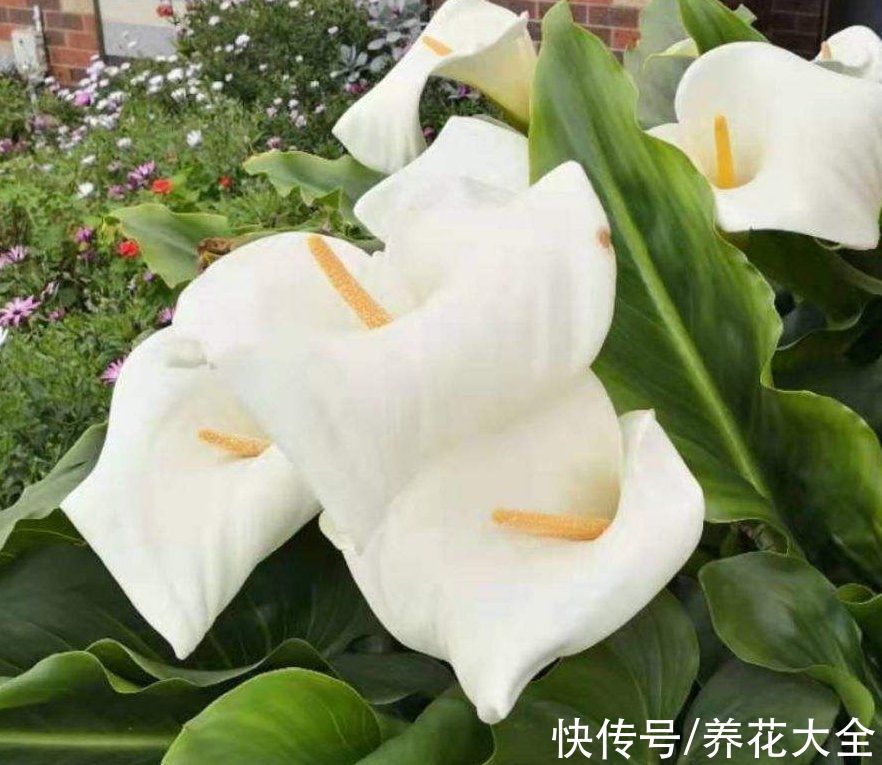 图鉴|100种常见花图鉴，图文并茂非常详细，收藏起来慢慢看