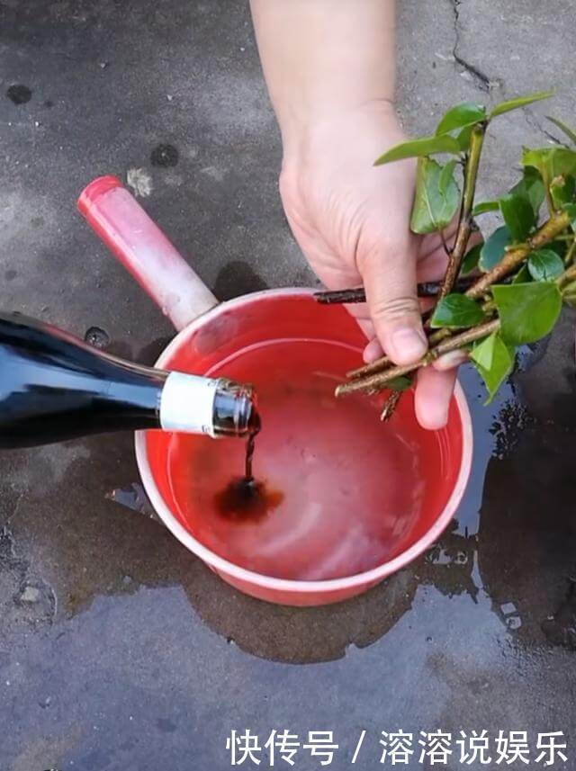 米醋|厨房里一种“调味料”,兑水浇了三角梅,从不黄叶,特别爱开花