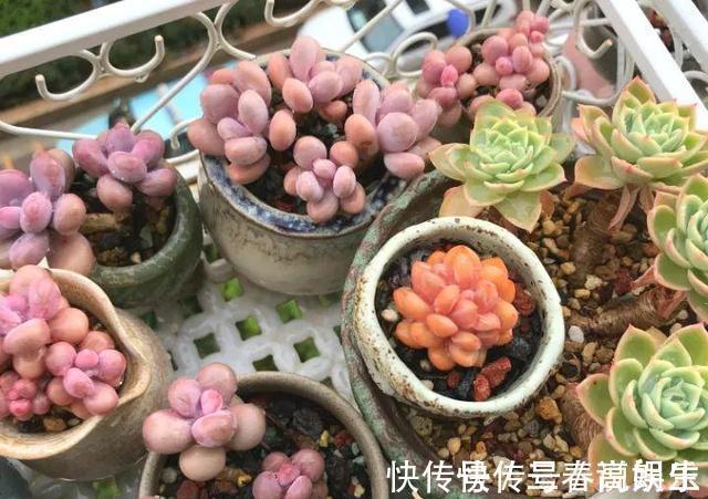 花盆|9月开始,养桃蛋“牢记”2个字,半年养的“胖嘟嘟”,萌化了