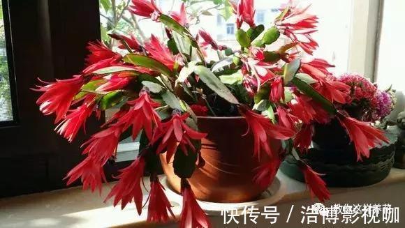 养了10年的蟹爪兰，发现是“假蟹爪兰”，却比真的还好看！