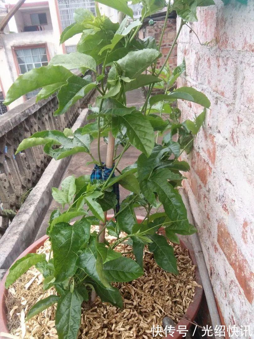 大粗杆插土里，7天生根，当年结果压弯枝，不用买水果了！