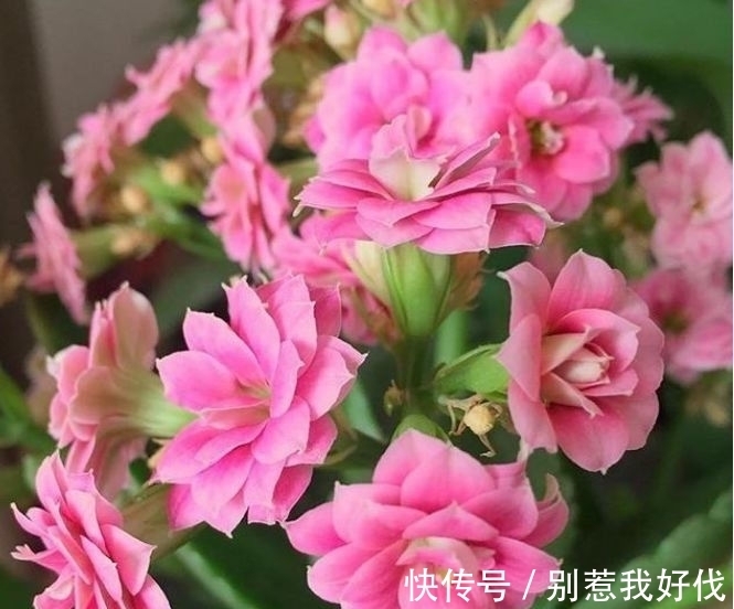 养花就养几种花,旺财又养人,吉祥富贵,红红火火好运来!