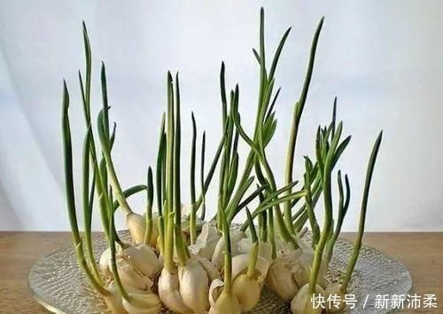 一个芋头芽,埋在花盆里,10天长成大盆景,比龟背竹还漂亮