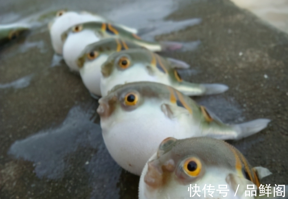 二甲基|5类鱼没营养,对人体有害,但很多人爱吃