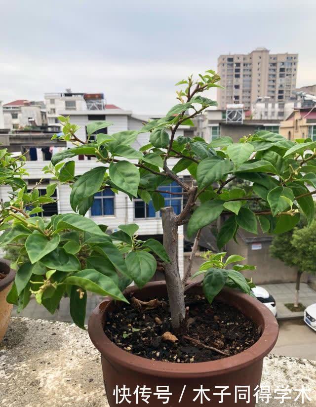 春天养花，4种情况下，统统都要剪，剪得越狠，花芽越多