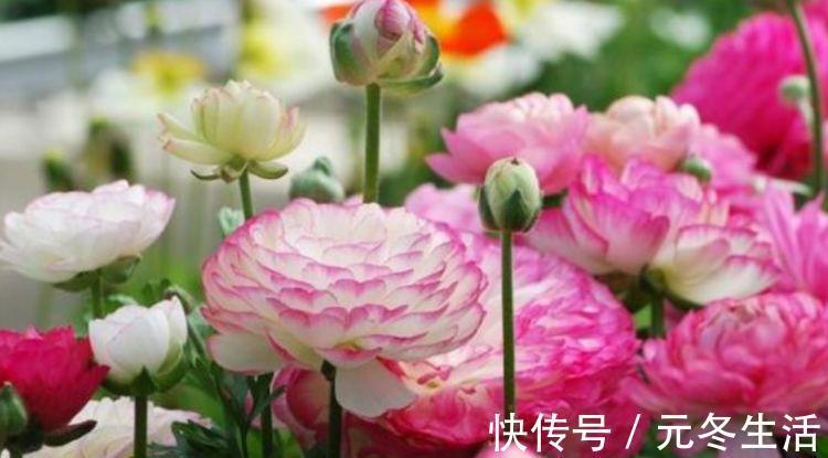 大户|4种花是“开花大户”，家里养一盆，开花红又旺，花朵美艳迷人