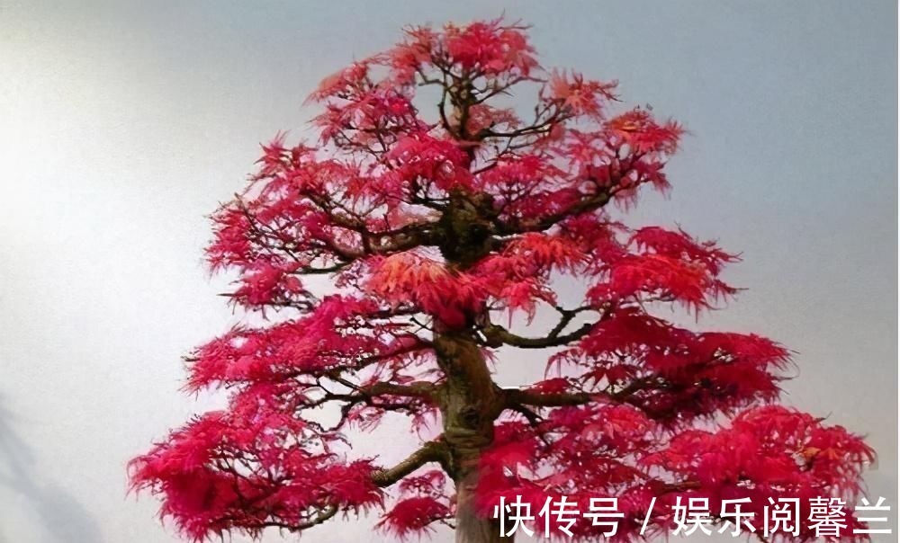 养护|苏派盆景极具名气,这6种盆景做法精妙、极具自然之感,价值高