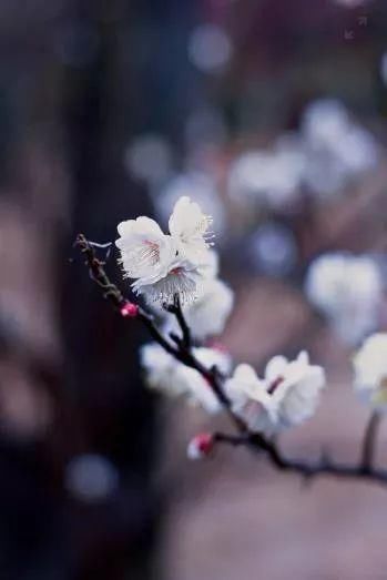  赏梅|大雪赏梅，祝您吉祥如意