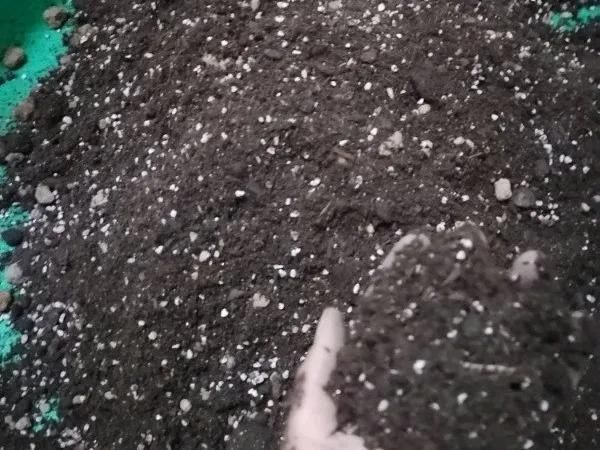 茉莉花后赶紧剪,剪完就开花,一直剪一直开