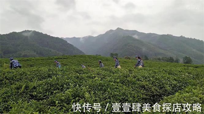 江南天路|安徽皖南川藏线九峰茶谷山庄民宿，几百亩茶园，采茶女手把手教你