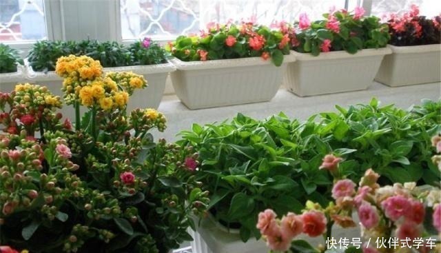 肥效|有1种“体液”,人们常浪费,殊不知,是花草最爱,比黄豆水都肥!